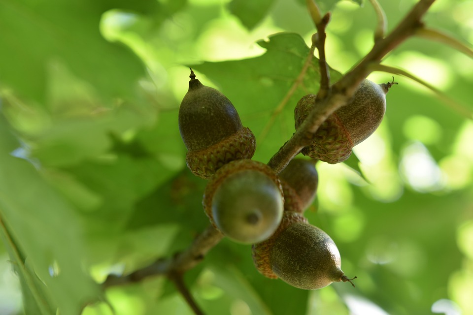 Bellota Roble Tuercas Foto Gratis En Pixabay Pixabay bellota-roble-tuercas-foto-gratis-en-pixabay-pixabay