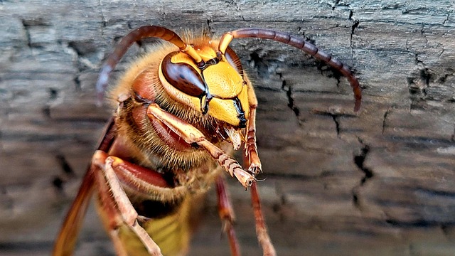Ojo, Avispón, Avispones, Insecto