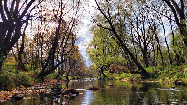 Río, San, Bieszczady, Agua, Otoño