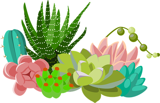 Free Cactus Succulents vector and picture