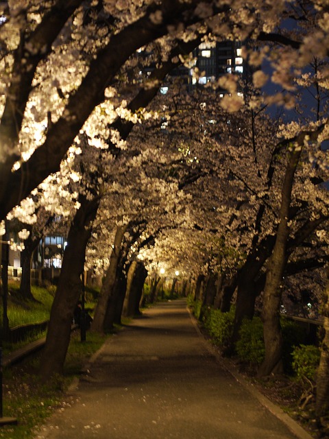 Free Cherry Blossoms Night Night photo and picture