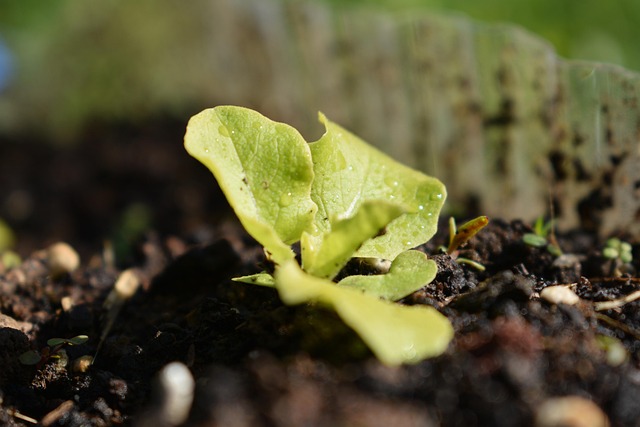 Free Salad Vegetables photo and picture