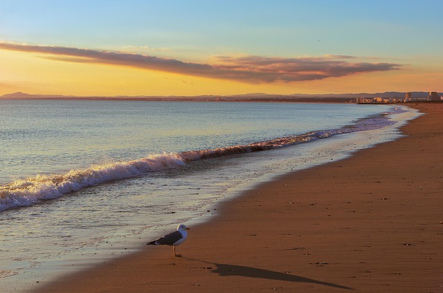 Vogel, Strand, Möwe, Meer, Ozean, Wasser