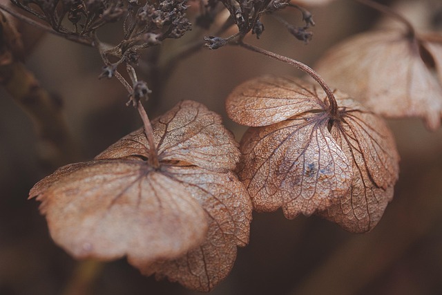 Free Hortensia Wallpaper Hd photo and picture