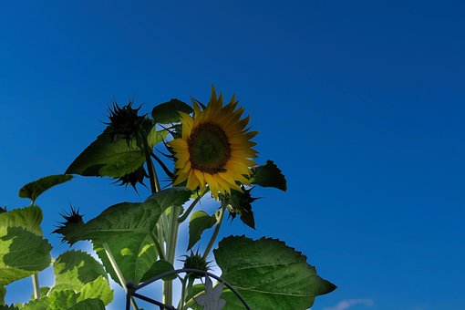 Free Nature Sunflower photo and picture