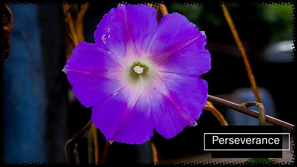Volharding, Weerstand, Bloom, Natuur
