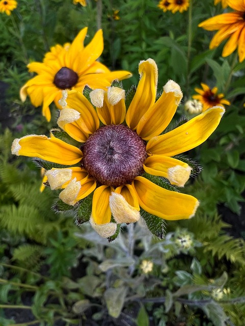 Free Flower Yellow photo and picture