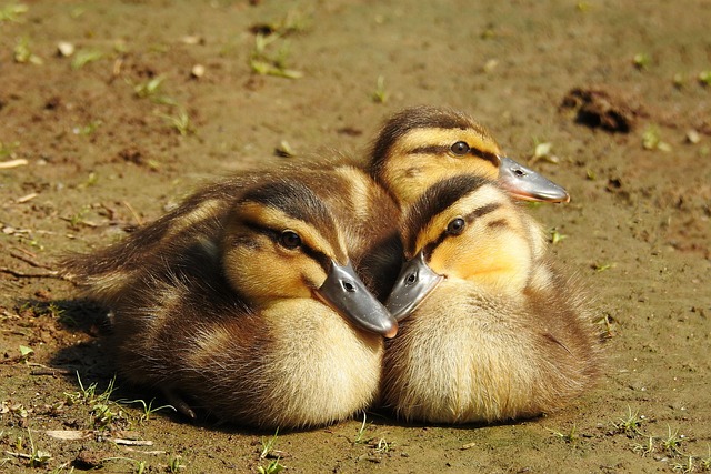 Enten, Stockenten, Küken, Wasservögel