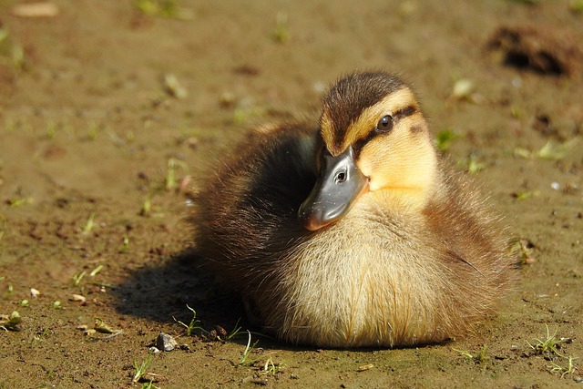 Ente, Stockente, Entlein, Wasservögel