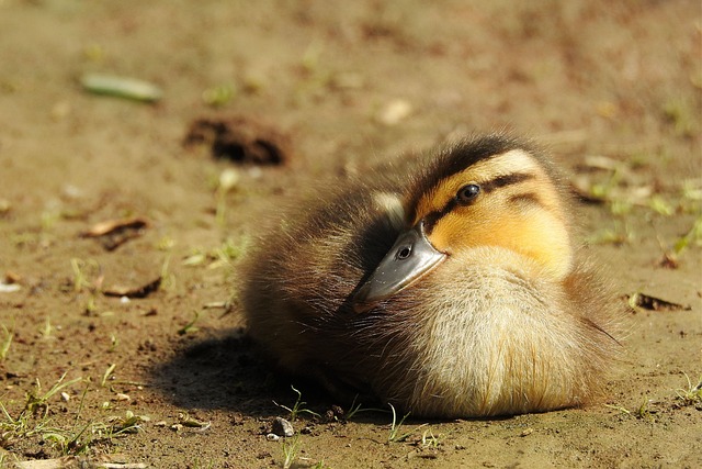 Ente, Stockente, Entlein, Wasservögel