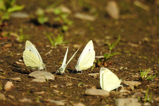Schmetterlinge, Natur, Erde, Insekten