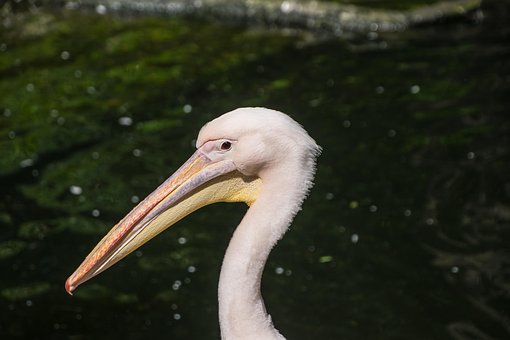 Pasăre, Pelican, Ornitologie, Specii