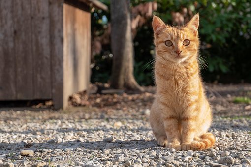 Free Cat Feline photo and picture