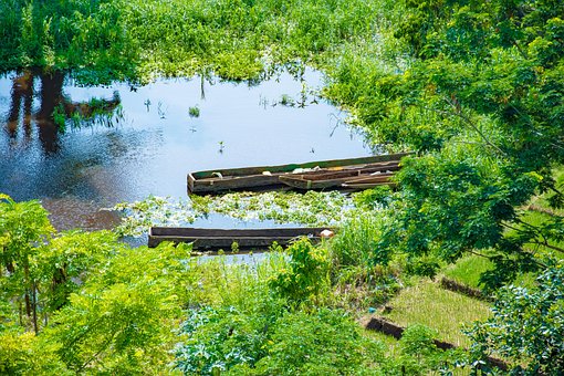 Canoa, Plantation, Agricultura, Natureza