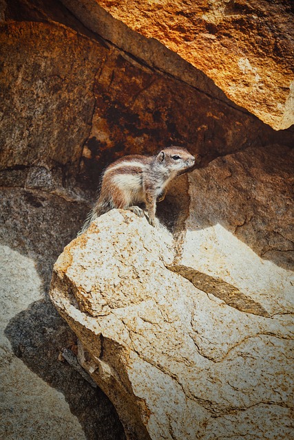 Fuerteventura, Natur, Kanariefugl