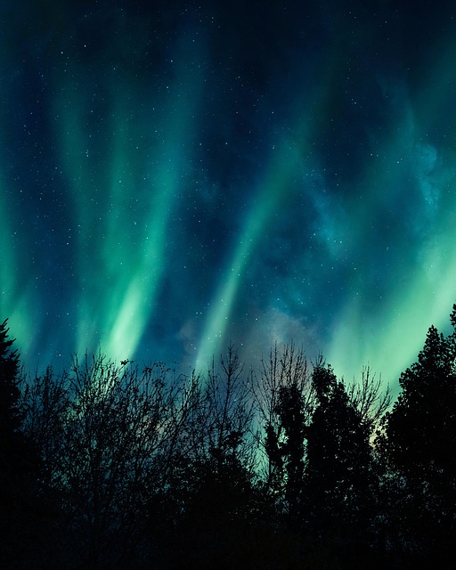 Free Forest Galaxy photo and picture