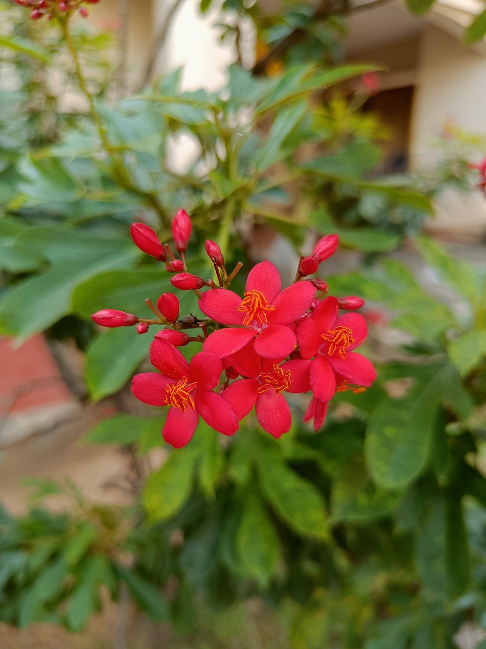 Chethi Flower West Indian Jasmine Free photo on Pixabay Pixabay