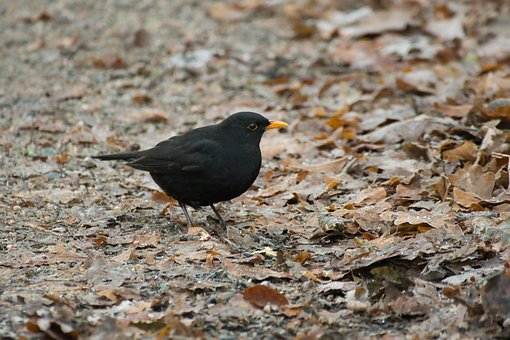 Free Bird Blackbird photo and picture