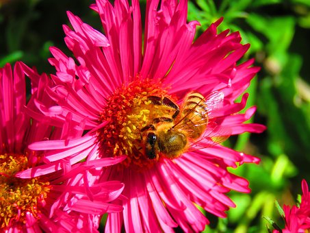 Free Bee Flower photo and picture