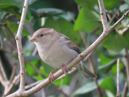 Free Sparrow Sperling photo and picture