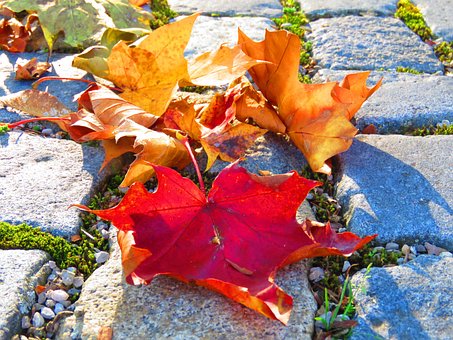 Free Fall Nature photo and picture