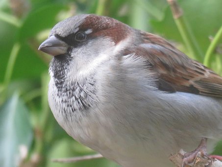 Free Male Sparrow Sparrow photo and picture