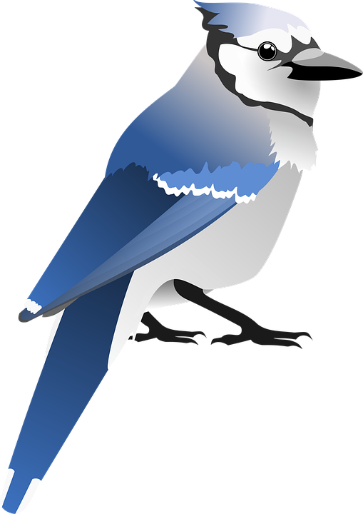 Download Blue Jay, Jay, Bird. RoyaltyFree Stock Illustration Image Pixabay