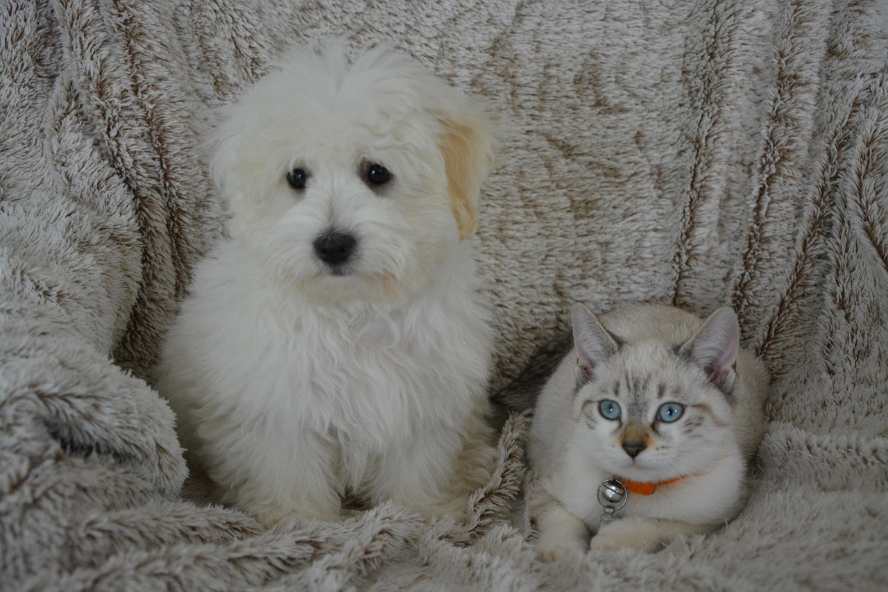 ANIMAUX CHIOT CHATON visual data 3