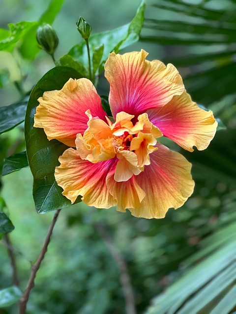 Free Flower Hibiscus photo and picture