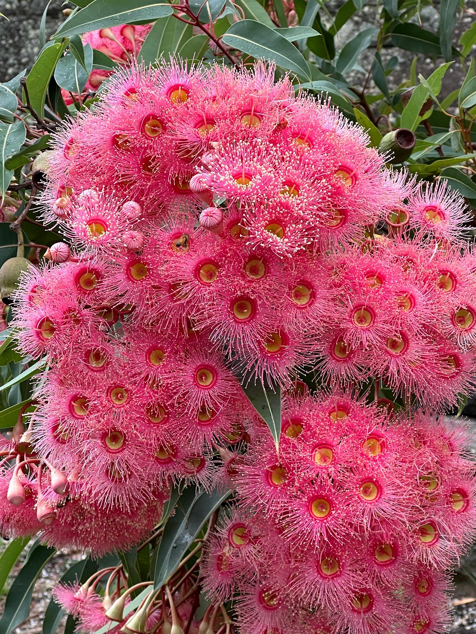 Mekar Bunga Bloom Merah - Foto gratis di Pixabay