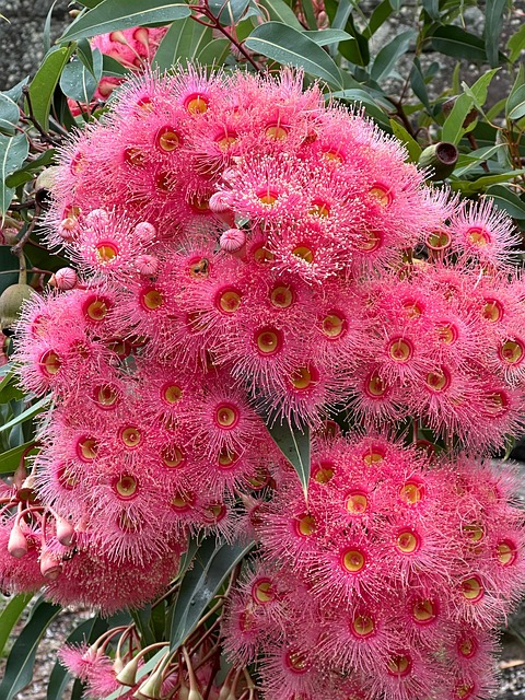 Free Blossom Flower photo and picture