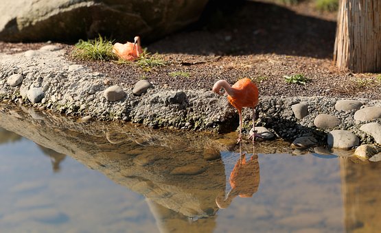 Free Sichler Vogel photo and picture