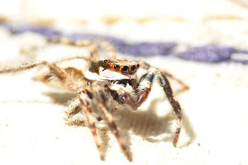 Free Spider Jumping Spider photo and picture