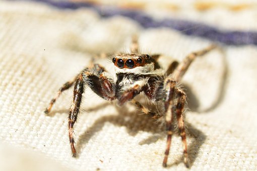 Free Spider Jumping Spider photo and picture