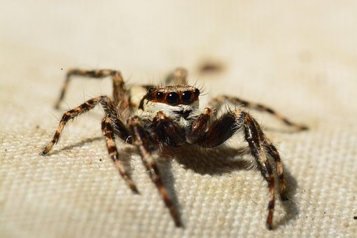 Free Spider Jumping Spider photo and picture
