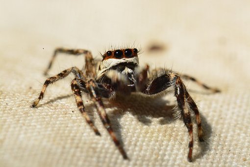 Free Spider Jumping Spider photo and picture
