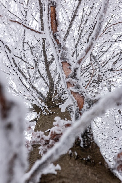 Free Tree Winter photo and picture