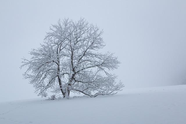 Free Snow Landscape Tree photo and picture