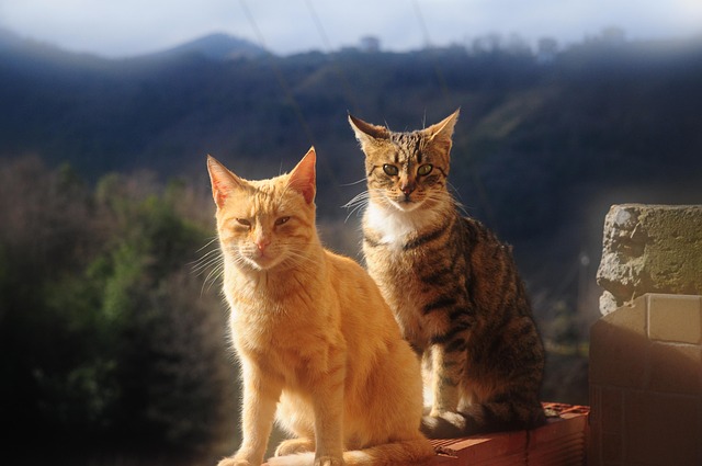 Free Cat Cats photo and picture