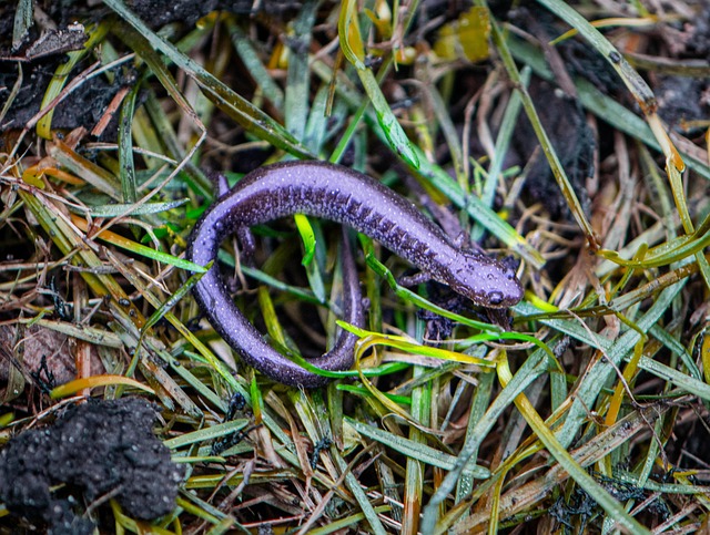 Newt, Frühling, Hinterhof, Nass, Gras