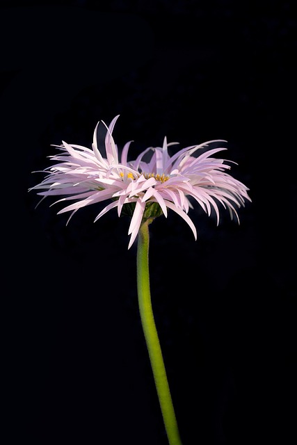 Free Gerbera Flower photo and picture