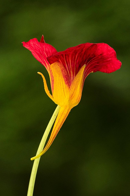 Free Nasturtium Flower photo and picture