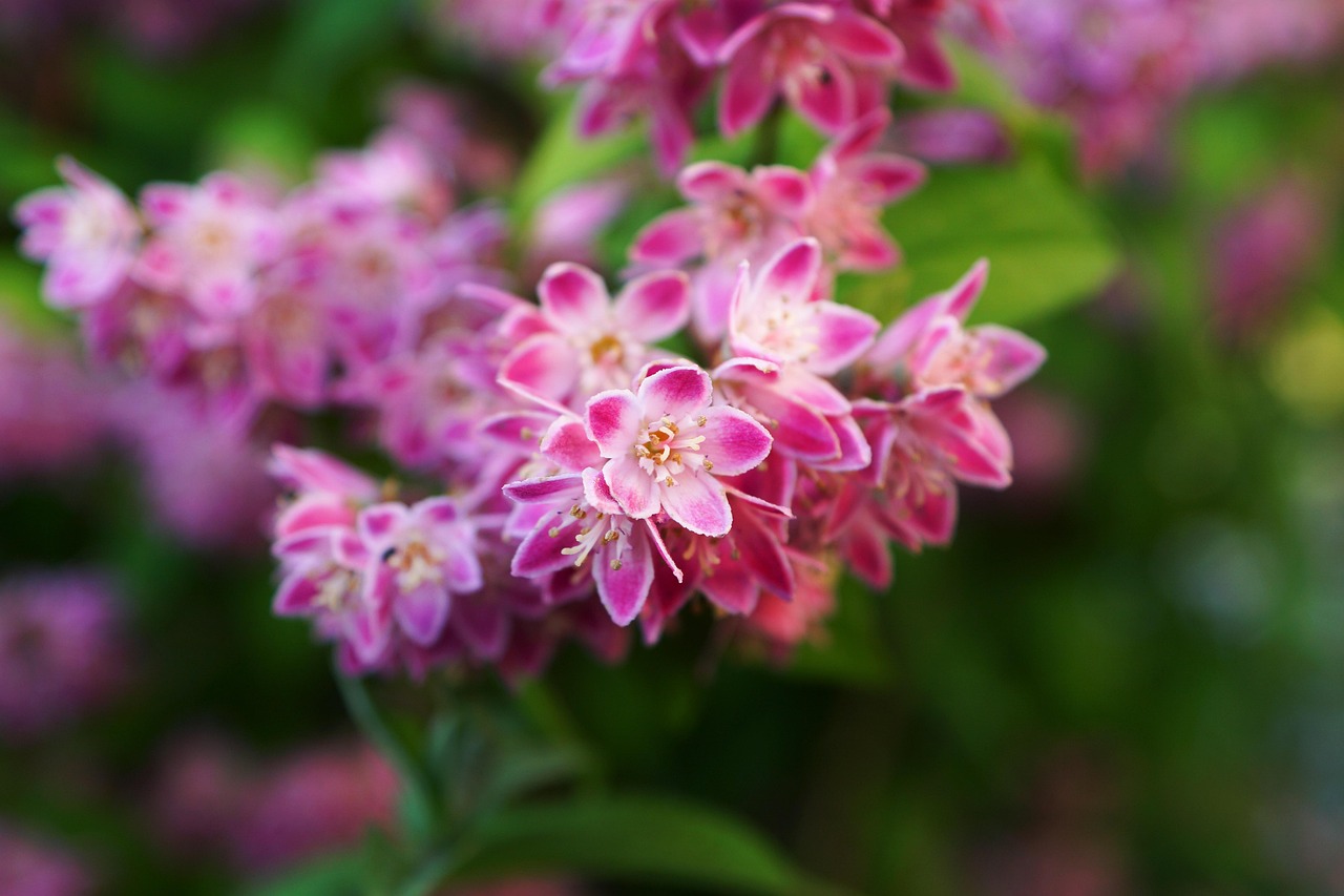 Blooming Flowers Pink Free photo on Pixabay Pixabay