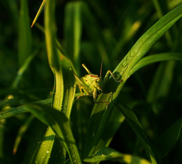 昆虫 自然 动物 - Pixabay上的免费照片 - Pixabay