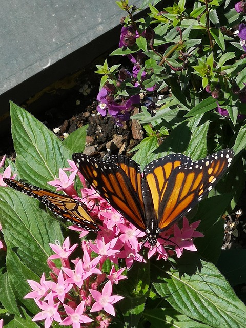 Mariposas, Mariposa, Naturaleza, Naranja