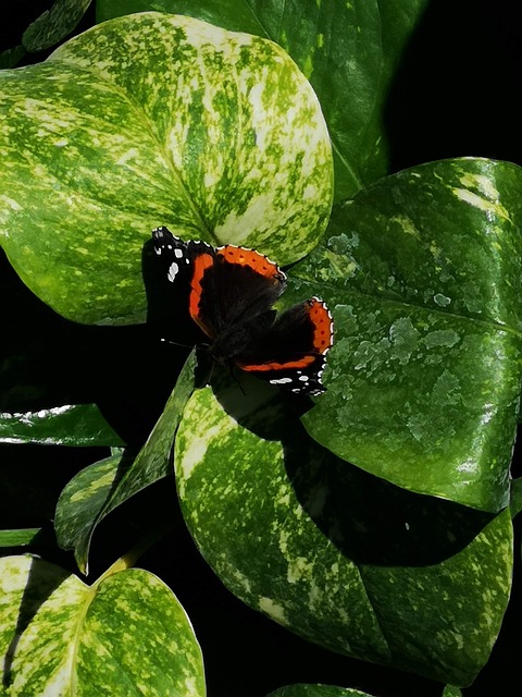 Mariposa, Naturaleza, Planta, Plantas