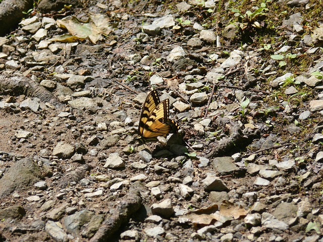 Mariposa, Bug, Naturaleza, Amarillo