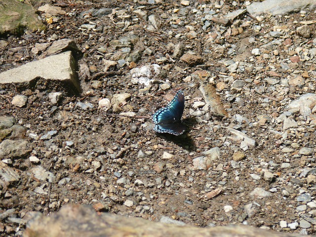 Mariposa, Azul, Bug, Naturaleza