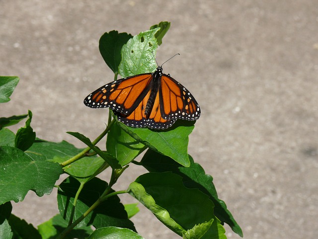 Mariposa, Flores, Naranja, Planta, Verde