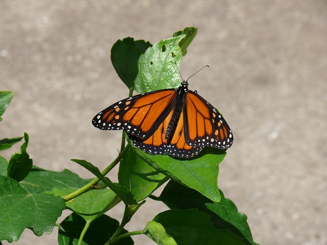 Mariposa, Flores, Naranja, Planta, Verde